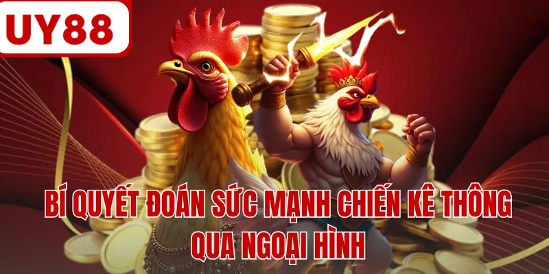 Bí quyết đoán sức mạnh chiến kê thông qua ngoại hình Bí quyết đoán sức mạnh chiến kê thông qua ngoại hình